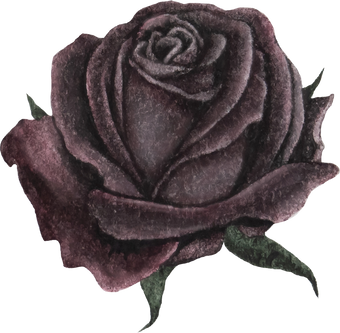 Watercolor Black Rose