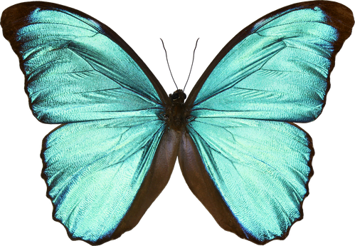 Metallic Teal Butterfly