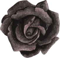 Watercolor Black Rose