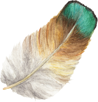 Bird Feather Illustration